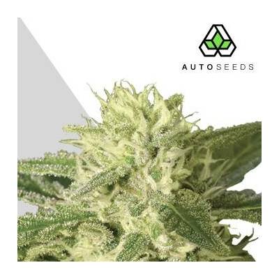 Auto Seeds Auto #1 semena neobsahují THC 3 ks