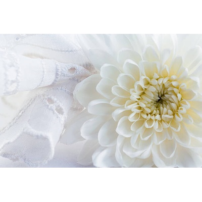 Plakát, Obraz - Green chrysanthemum, longtaildog, 40 × 26.7 cm
