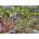 Heye - Puzzle Tanck: Party Cat - 1 000 piese