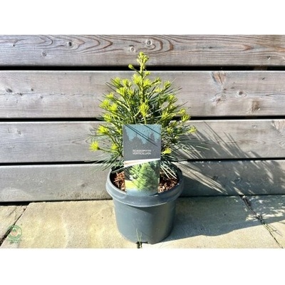Dáždnikovec praslenovitý (Sciadopitys Verticillata) - japonská borovica – výška 20-30 cm, kont. C3L