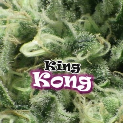 Dr. Underground King Kong semena neobsahují THC 4 ks
