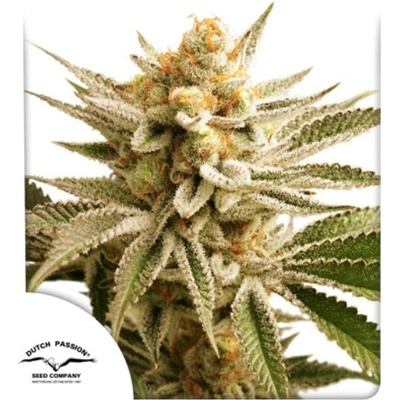 Dutch Passion Lemon Z semena neobsahují THC 3 ks