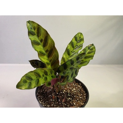 PlanBros flower Calathea lancifolia