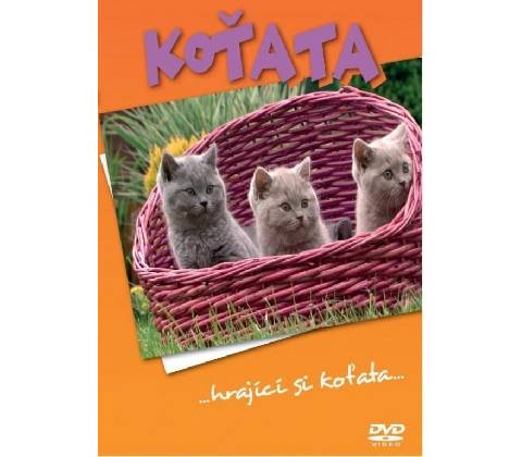 Koťata DVD
