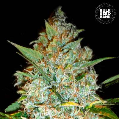 Bulk Seed Bank Kali's Mistery semena neobsahují THC 10 ks