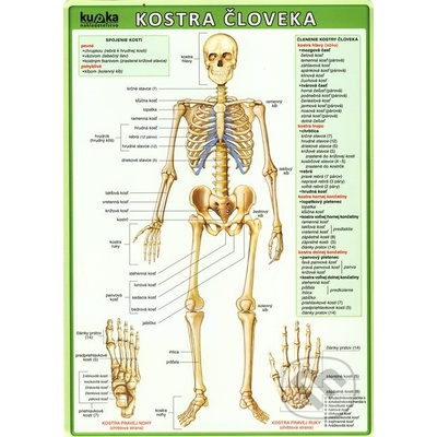 Kostra človeka