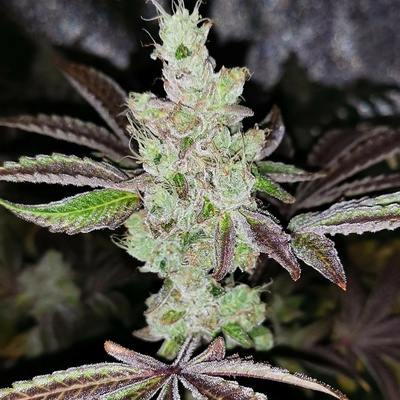 Pheno Finder Seeds Sour Kuntz semienka neobsahujú THC 5 ks