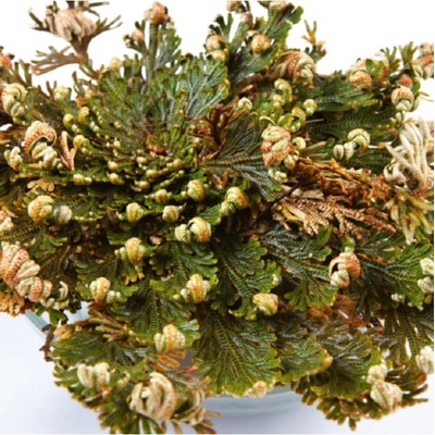 Ruža z Jericha - plavúnka schúlená - Selaginella lepidophylla - cibuľa ruže z Jericha - 1 ks