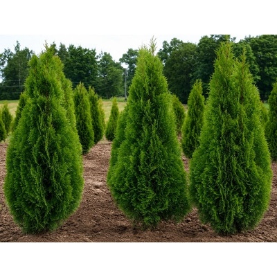 Tuja západná (Thuja occidentalis) ´SMARAGD´ – výška 110–120 cm, kopaná