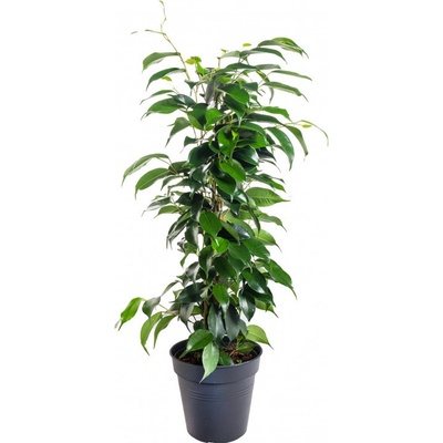 Fíkus, Ficus benjamina Danielle, zelený, průměr květináče 14 cm