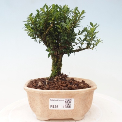 e-bonsai Pokojová bonsai - Buxus harlandii -korkový buxus
