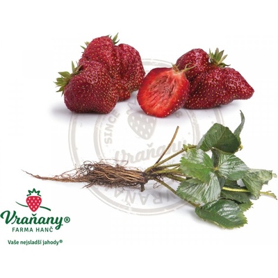 Sazenice jahody HANČ Vraňany Karmen - středně raná odrůda (zelená) – Zboží Dáma