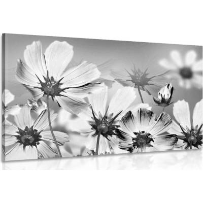 Dreamvido Obraz letné kvety v čiernobielom prevedení Varianta: 90x60