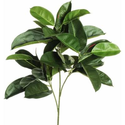 Evergreens Ficus Elastica Plant (95cm)