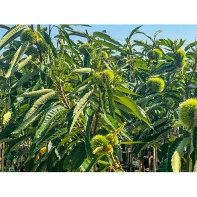 Gaštan jedlý (Castanea Sativa) ´BOUCHE DE BETIZAC´ - výška 250-300 cm, obvod kmeňa 6/8 cm, kont. C18L