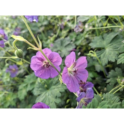 Kakost "Bloom-Me-Away" Geranium wallichianum "Bloom-Me-Away"