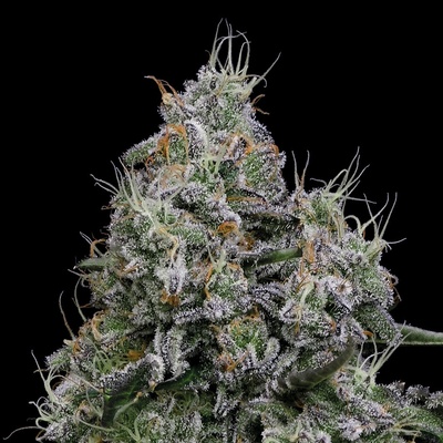 Anesia SeedsCore Damage Semienka neobsahujú THC 3 ks