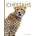 Cheetahs Riggs Kate