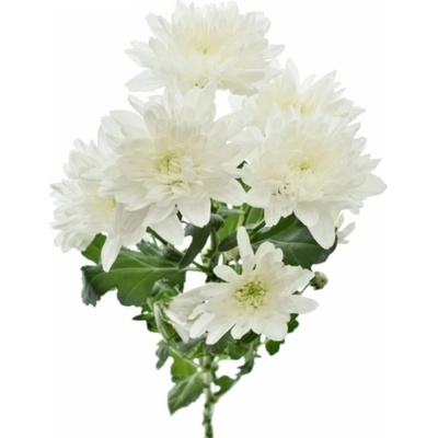 Chryzantéma T BALTICA 80g