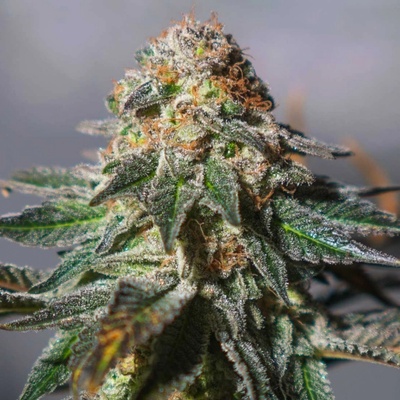 Exclusive Seeds Bank AUTO Oxus semena neobsahují THC 5 ks