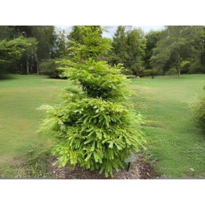 Metasekvoja čínska (Metasequoia glyptostroboides) ´HAMLET´S BROOM´, výška 40-60 cm, kont. C3L