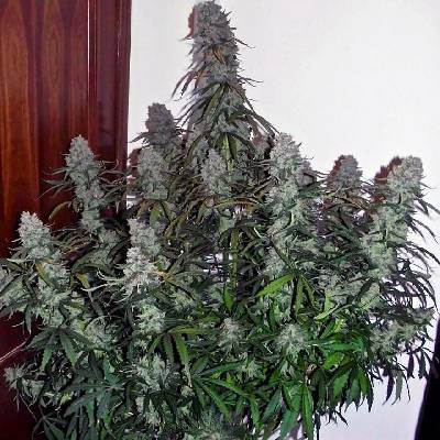 Monkey Genetics Mimosa Auto semena neobsahují THC 3 ks