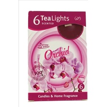 Santo Orchid 6 ks