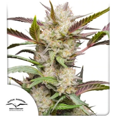 Dutch Passion AUTO Mimosa Punch semena neobsahují THC 7 ks