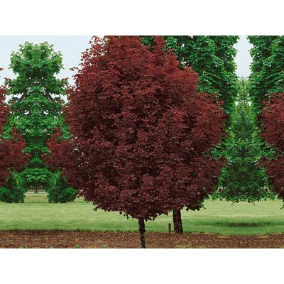 Javor mliečny Crimson Sentry rozvetvený, výška 250-300 cm, kvetináč 30 l