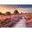 Ravensburger - Puzzle Beautiful WalkWays: Pink Pathway, Netherlands - 1 000 piese