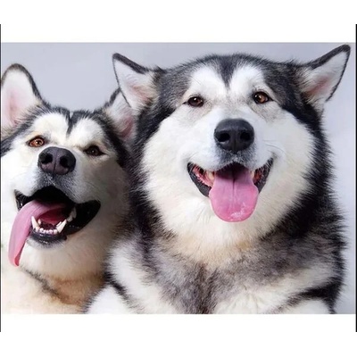 Оплезени хъскита 40/30 см