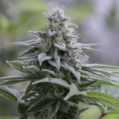 ZkittlezSilent Seeds 2.0 semienka neobsahujú THC 3 ks