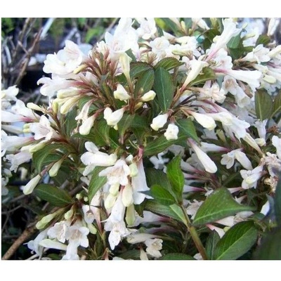 GREENBOSS FLOWER Vajgélie 'Black and White'® 2l