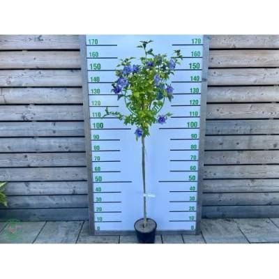 Ibištek sýrsky (Hibiscus Syriacus) ´BLUE CHIFFON´® - výška 120-140 cm, kont. C5L - NA KMIENKU