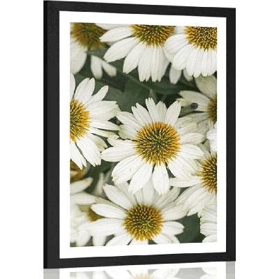 Plakát s paspartou léčivé květy heřmánku - 40x60 black