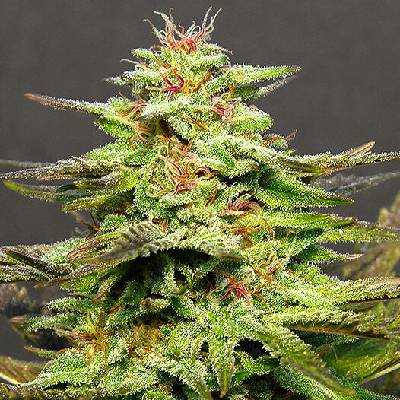Big Head Seeds Julies Cookies Semienka neobsahujú THC 10 ks