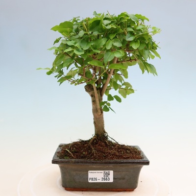e-bonsai Pokojová bonsai -Ligustrum chinensis - Ptačí zob