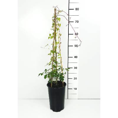 Loubinec Trojlalocny Prodej (loubince trojlaločného, Parthenocissus tricuspidata, Loubinec trojlaločný) Loubinec Trojlalocny Prodej