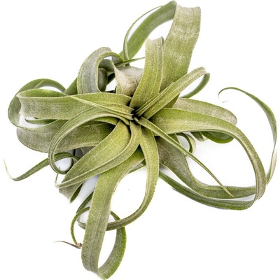 Gardners Tillandsia Strepthophylla Tillandsie, kykatka