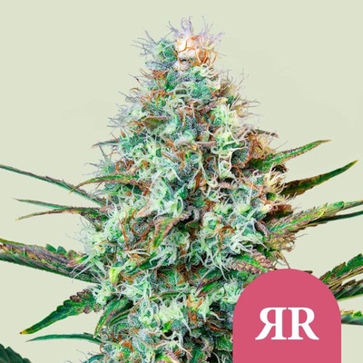 Royal Queen Seeds Royal Runtz semienka neobsahujú THC 100 ks