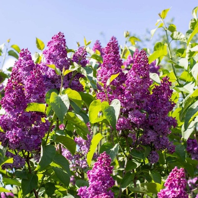 Šeřík obecný – Syringa vulgaris 'And an Ludwig Spath'