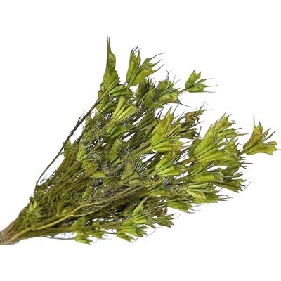 Sušené kvety Černuška - Nigella orientalis 80g - svetlozelené