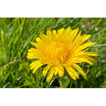 DIMEX ART s. r. o Флизелинов фототапет пролетно глухарче 375 x 250 см