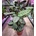 CTENANTHE 17/70cm
