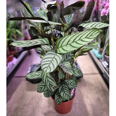 CTENANTHE 17/70cm