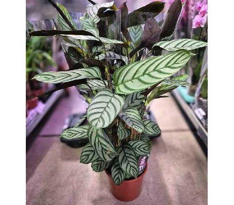 CTENANTHE 17/70cm