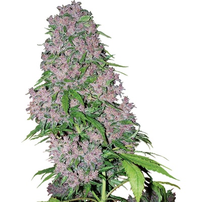 Sensi Seeds Purple Bud Fem Balenie: 3 ks 0% THC