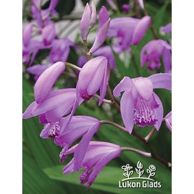 Bletilla striata venkovní orchidej