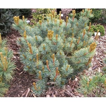 Pinus pumila Glauca (borovice zakrslá)