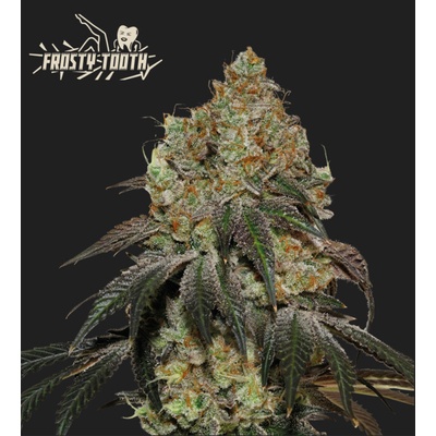 Seedstockers Frosty Tooth semena neobsahují THC 3 ks